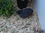 Chinese dwergkwartel haantjes. (+/- 20 stuks), Dieren en Toebehoren, Pluimvee, Meerdere dieren, Kip