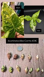 Alocasia Acuminata Albo Knolletjes, Ophalen of Verzenden, Halfschaduw, Minder dan 100 cm