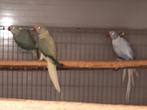 Halsbandparkieten, Dieren en Toebehoren, Vogels | Parkieten en Papegaaien, Meerdere dieren, Parkiet