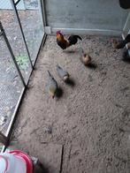 DRENTSE KRIEL KIPPEN GEB 2025, Dieren en Toebehoren, Pluimvee, Vrouwelijk, Kip