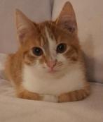 Kitten, Dieren en Toebehoren, Katten en Kittens | Overige Katten, Geslacht onbekend, 0 tot 2 jaar