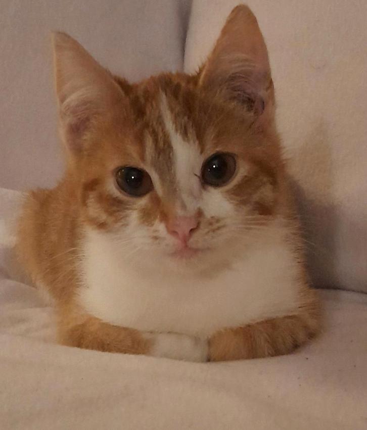 Kitten, Dieren en Toebehoren, Katten en Kittens | Overige Katten, Geslacht onbekend, 0 tot 2 jaar