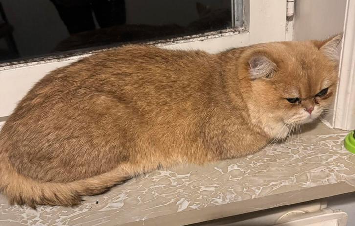 Britse Korthaar kater van 1,5 jaar oud, Dieren en Toebehoren, Katten en Kittens | Raskatten | Korthaar, Kater, 0 tot 2 jaar, Ingeënt