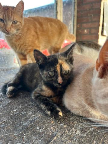 Lieve aanhankelijke boerderijkitten beschikbaar voor biedingen