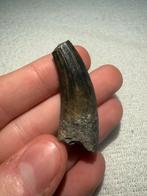 Suchomimus tand, Ophalen of Verzenden, Fossiel