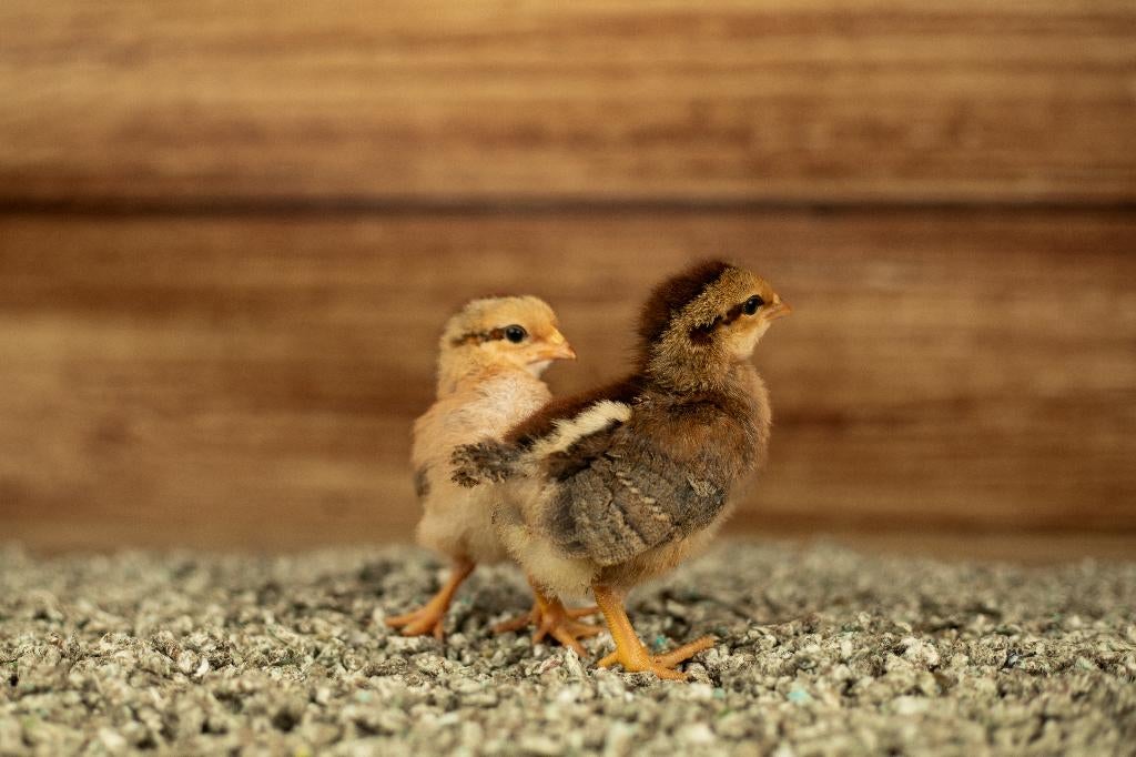 Welsumer groot kippen kuikens | Gesekst en Ingeënt, Vrouwelijk, Kip