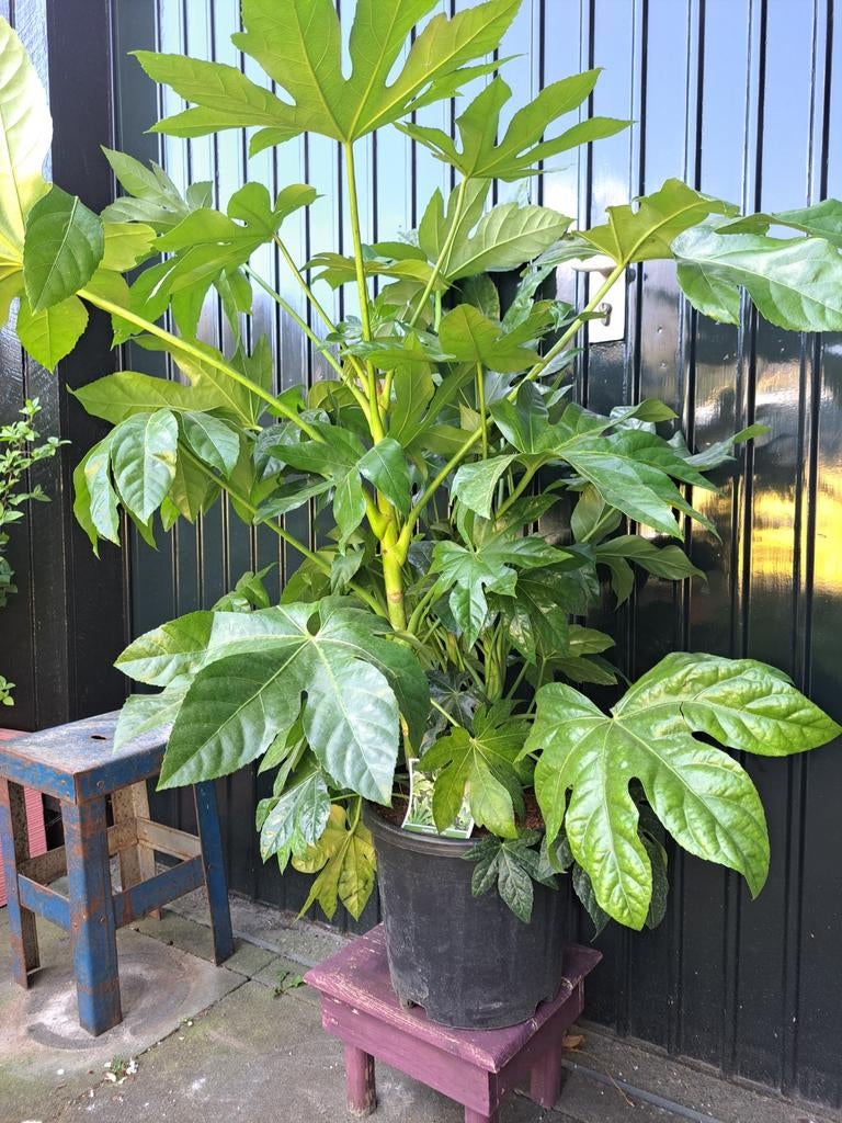Hello jungle! Tropische Fatsia plant, Tuin en Terras, Ophalen, Overige soorten, Volle zon
