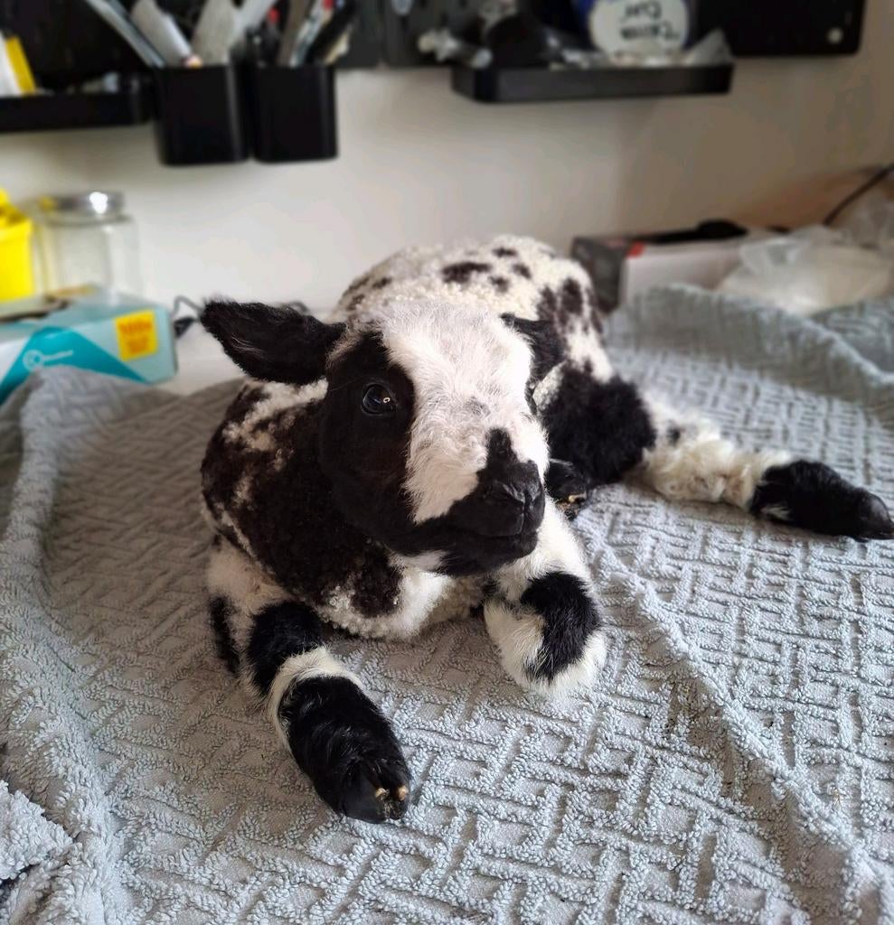 Opgezet lammetje schaap, Verzamelen, Dierenverzamelingen, Ophalen of Verzenden, Nieuw, Boerderijdier, Opgezet dier