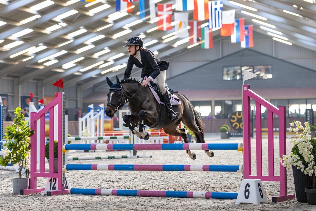 Lieve, sportieve en grote Welsh C Pony allrounder, Merrie, Springpony, 11 jaar of ouder, Met stamboom