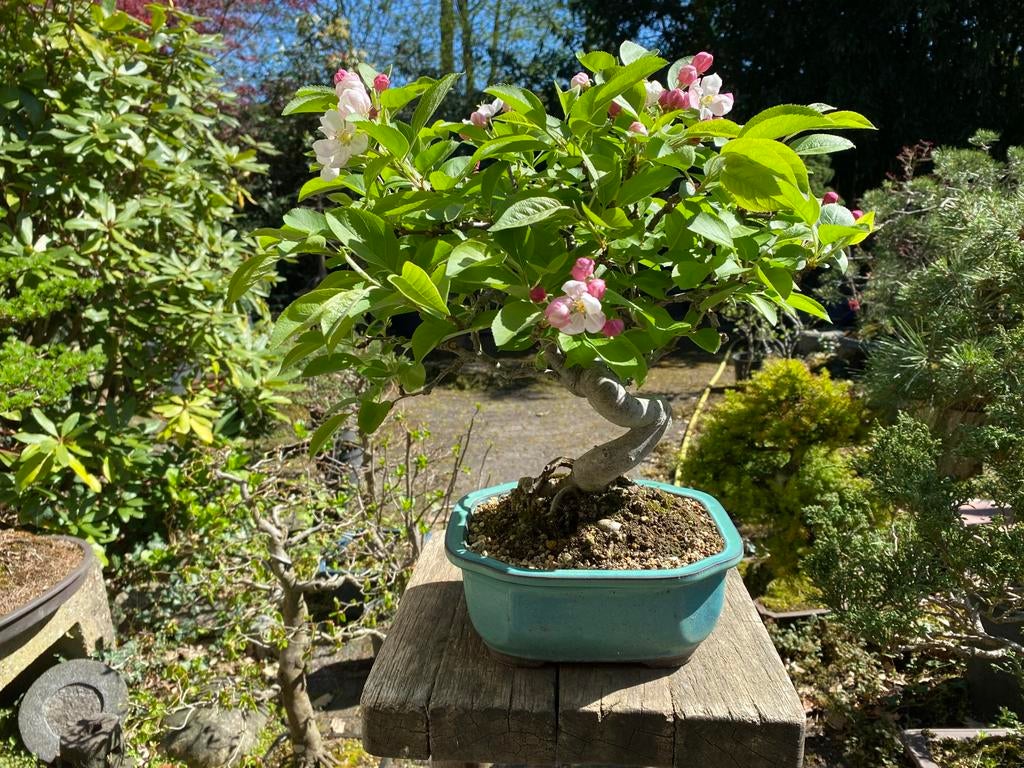 Bonsai malus moyogi, Ophalen, Halfschaduw, Overige soorten, Lente