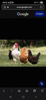 LEGKIPPEN TE KOOP!! ( met enting), Dieren en Toebehoren, Pluimvee, Vrouwelijk, Kip