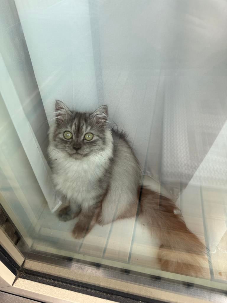 Prachtige Chinchilla Langhaar Silver poes te koop, Poes, Gechipt, 0 tot 2 jaar