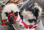 Kudde alpaca s, Dieren en Toebehoren, Overige Dieren, November, Meerdere dieren