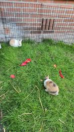 2 konijnen met binnen- en buitenhok en andere toebehoren, Dieren en Toebehoren, Ophalen, 110 cm of meer, Zo goed als nieuw, 90 cm of meer