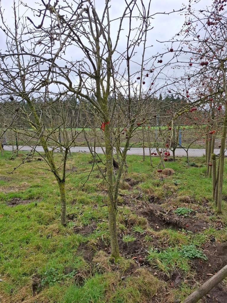 Diverse appelbomen, Tuin en Terras, Ophalen, Volle zon, Overige soorten