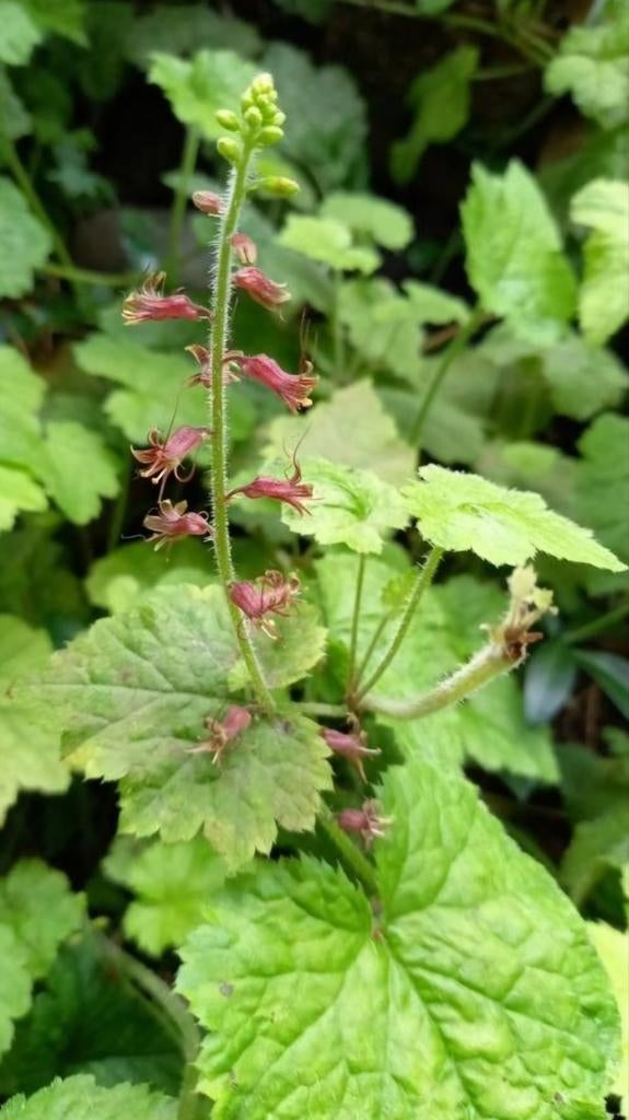 Tolmiea menziesii kind op moeders schoot, Ophalen, Overige soorten