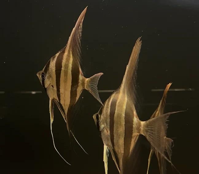Gezocht - Pterophyllum altum Orinoco, Dieren en Toebehoren, Vissen | Aquariumvissen, Vis, Zoetwatervis
