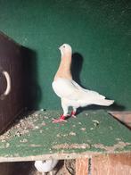 Syrische duiven, Meerdere dieren, Overige soorten