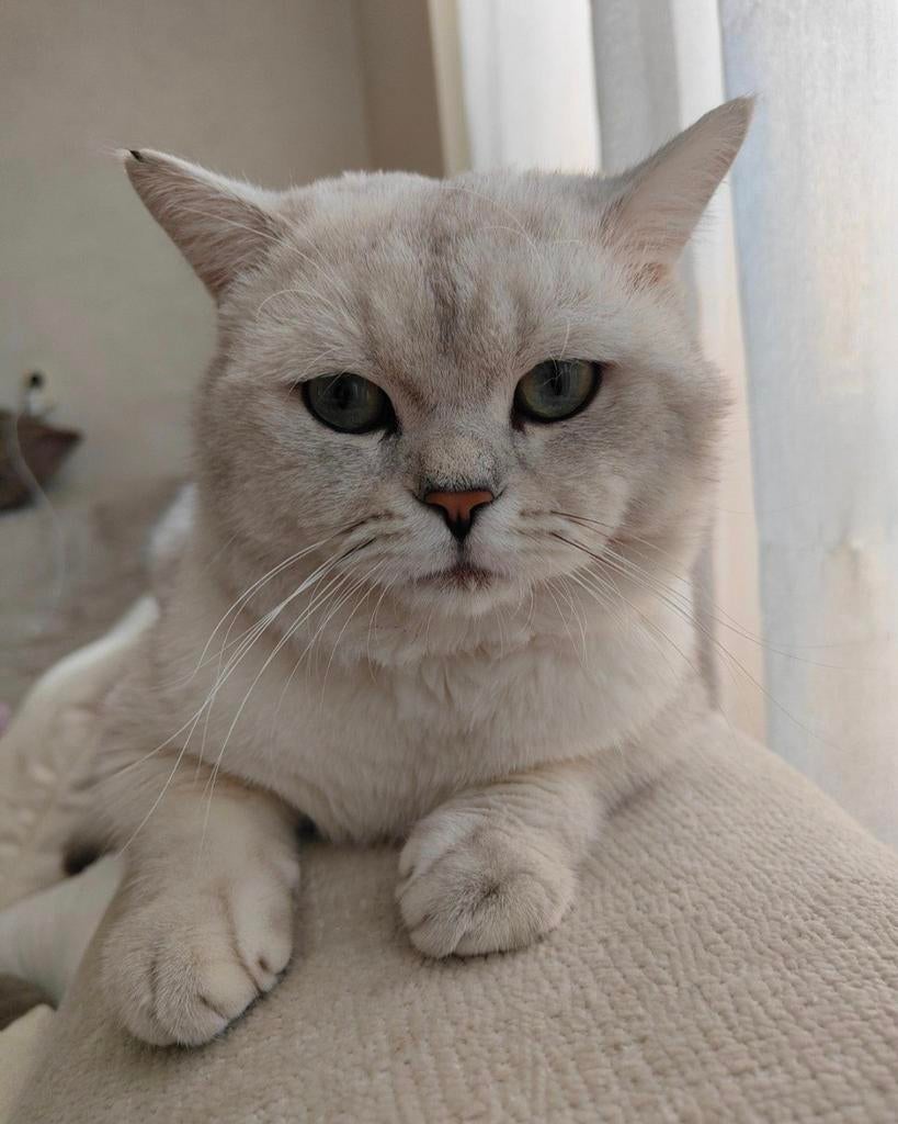 Silver shaded Britse Korthaar kater, Dieren en Toebehoren, Kater