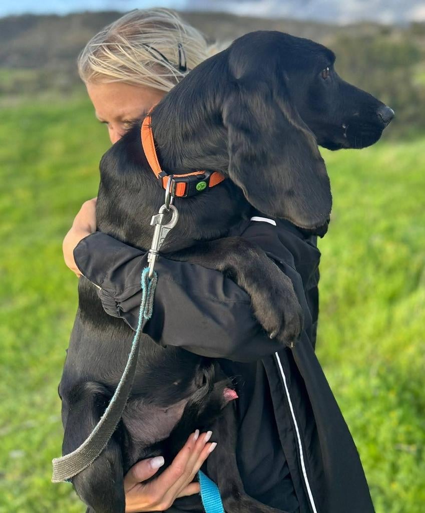 Spoed voor Athos en Pathos. Verblijf Cyprus, Dieren en Toebehoren, Honden | Niet-rashonden, 15 weken tot 1 jaar, Buitenland, Parvo