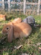 Frans hangoor lamprei 6x prijs per 2, Dieren en Toebehoren, Konijnen, Meerdere dieren, Groot, Hangoor, 0 tot 2 jaar