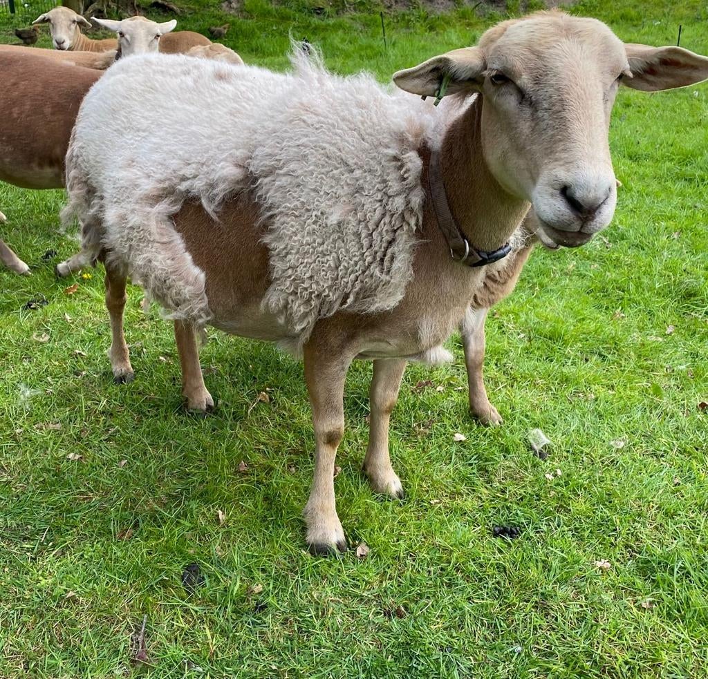 Nolana ooi met ooilam, Dieren en Toebehoren, Schapen, Geiten en Varkens, Vrouwelijk, Schaap, 0 tot 2 jaar