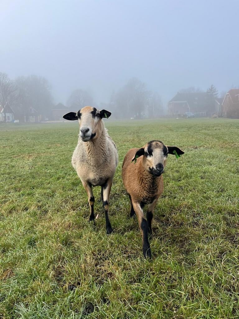 Barbados schapen, Vrouwelijk, Schaap