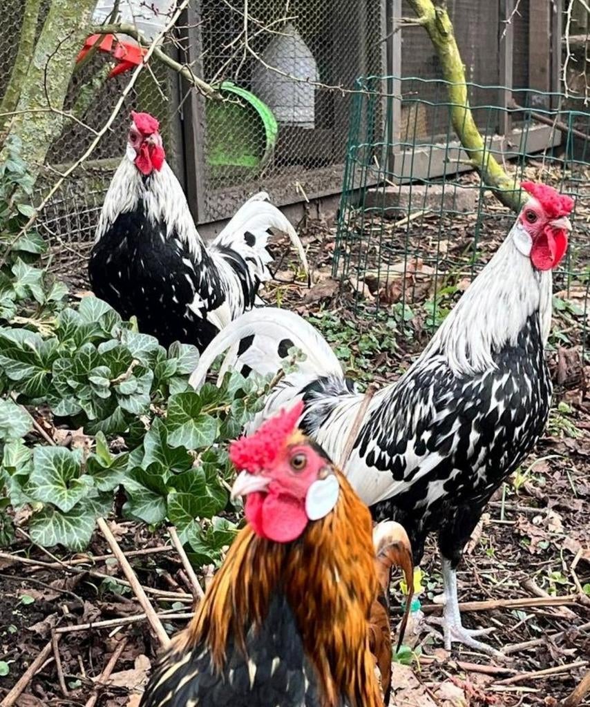 Raszuivere trio's geloverde Hollands hoen zwart wit geloverd, Meerdere dieren, Kip
