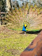 Blauwe pauwen, Dieren en Toebehoren, Pluimvee, Meerdere dieren, Overige soorten