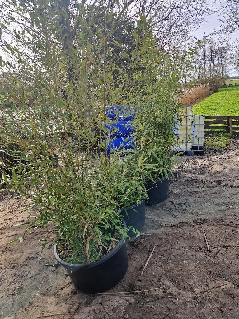 Bamboe, Vaste plant, Bloeit niet, Halfschaduw, Ophalen