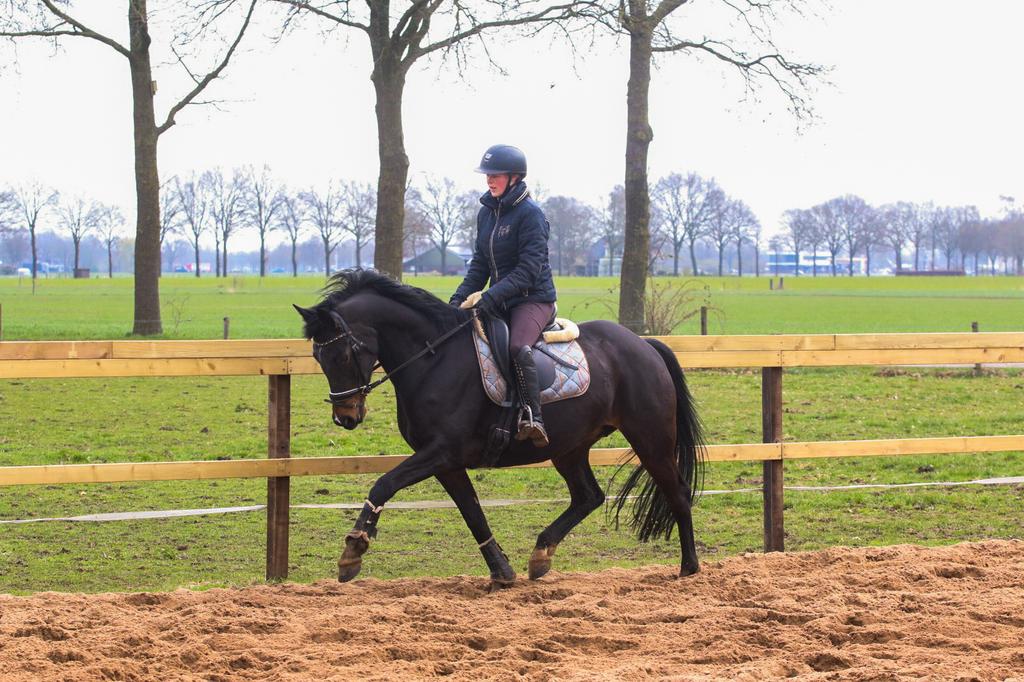 Super gave KWPN E pony, Met stamboom, Dressuurpony, L, 7 tot 10 jaar