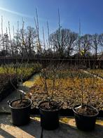 Magnolia Soulangeana Meerstammig, Overige soorten, Lente, 100 tot 250 cm, Ophalen