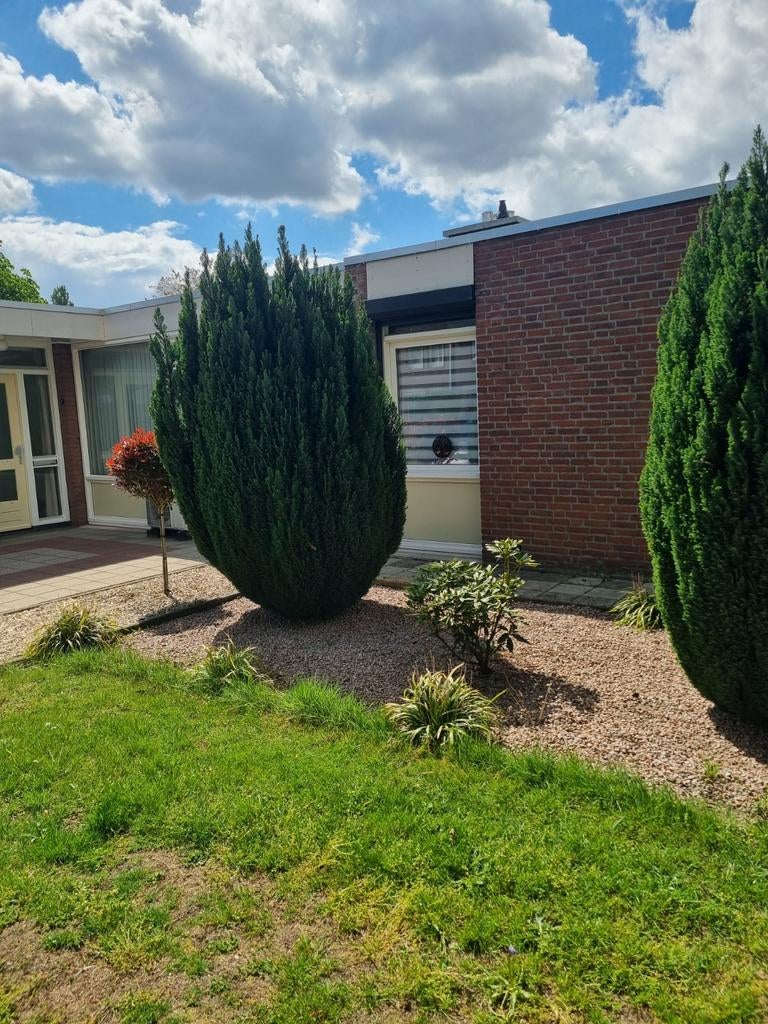 Gratis 2 mooie coniferen, Ophalen, Gebruikt, Metaal, Overige typen