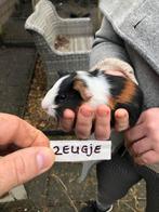 Jong cavia zeugje 3 weken oud., Cavia, Februari, Vrouwelijk, Tam