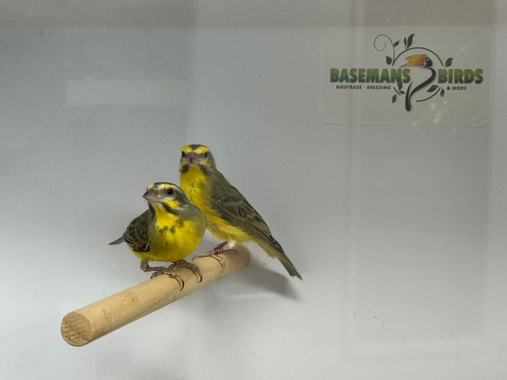 Mozambique sijs - serinus mozambicus, Dieren en Toebehoren, Meerdere dieren, Tropenvogel, Geringd