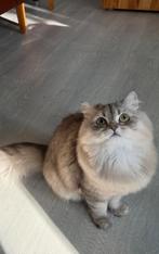 Vrouwelijke chinchillakat te koop, gesteriliseerd, Dieren en Toebehoren, Ontwormd, 0 tot 2 jaar