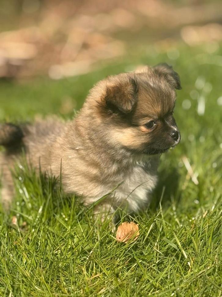 Pomchi   puppies, Dieren en Toebehoren, Honden | Poolhonden, Keeshonden en Oertypen, Reu, Particulier, Meerdere, Nederland, 8 tot 15 weken