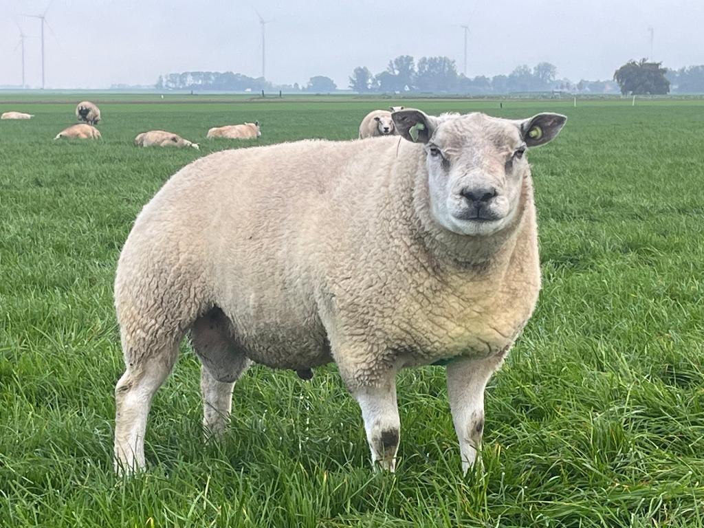 Texelaar stamboek ooilammeren zwoegervrij, Dieren en Toebehoren, Mannelijk, Schaap