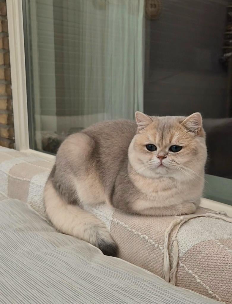 Brits korthaar dekkater met stamboom | !NIET TE KOOP!|, Dieren en Toebehoren