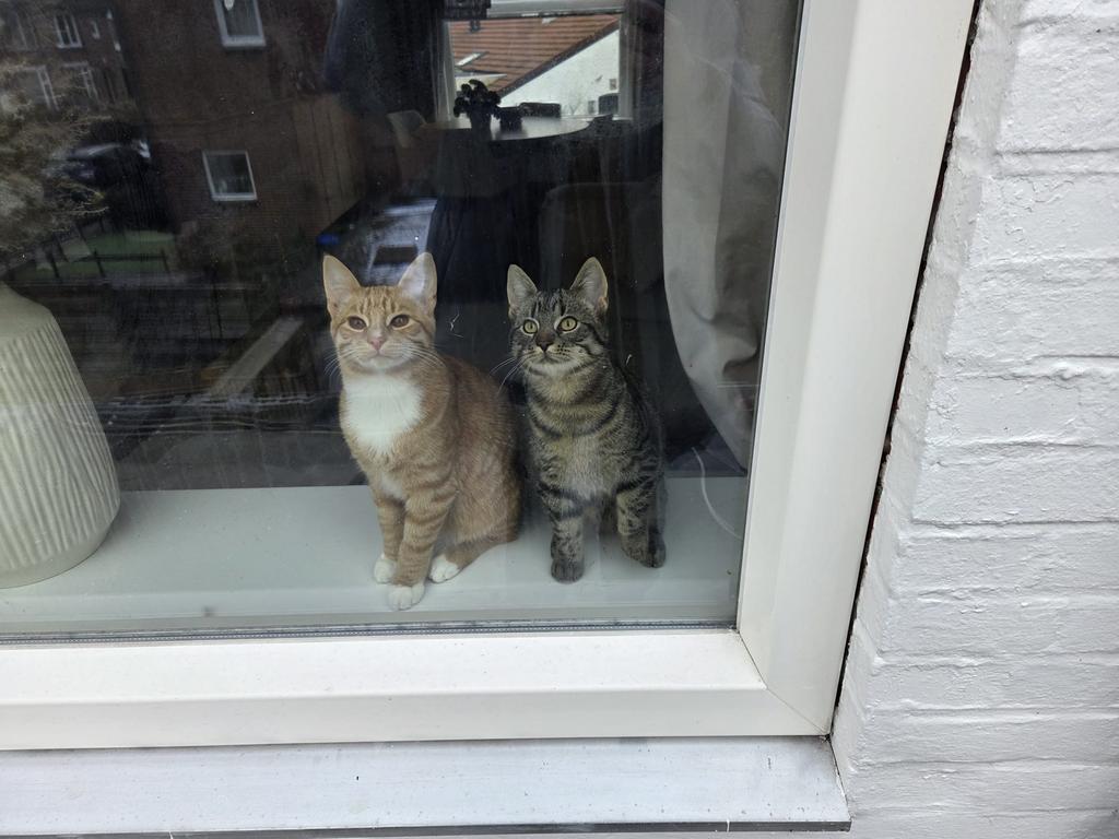 2 super lieve katers, Dieren en Toebehoren, Katten en Kittens | Overige Katten, Meerdere dieren