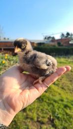 Mechelse Koekoek kuikens, Geslacht onbekend, Kip