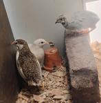 Broedeieren Chinese dwergkwartel, Dieren en Toebehoren, Vogels | Overige Vogels