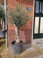 Olijfbomen dikke stam vanaf 125 euro: dit weekend open!, Ophalen of Verzenden, 100 tot 250 cm, Olijfboom, Zomer