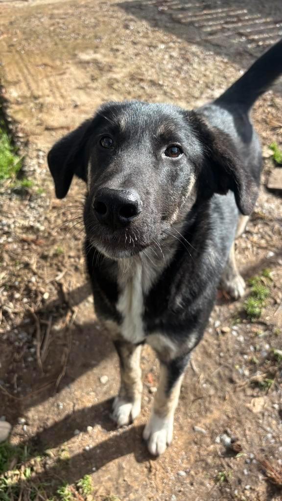 Maak kennis met Millie, Dieren en Toebehoren, Honden | Niet-rashonden, Groot, Teef, Particulier, Eén hond, Buitenland, 15 weken tot 1 jaar