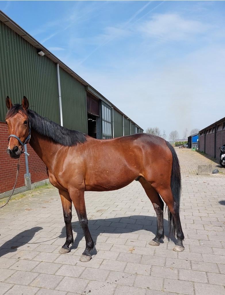 Paard ruin draver 9, Ruin, Recreatiepaard