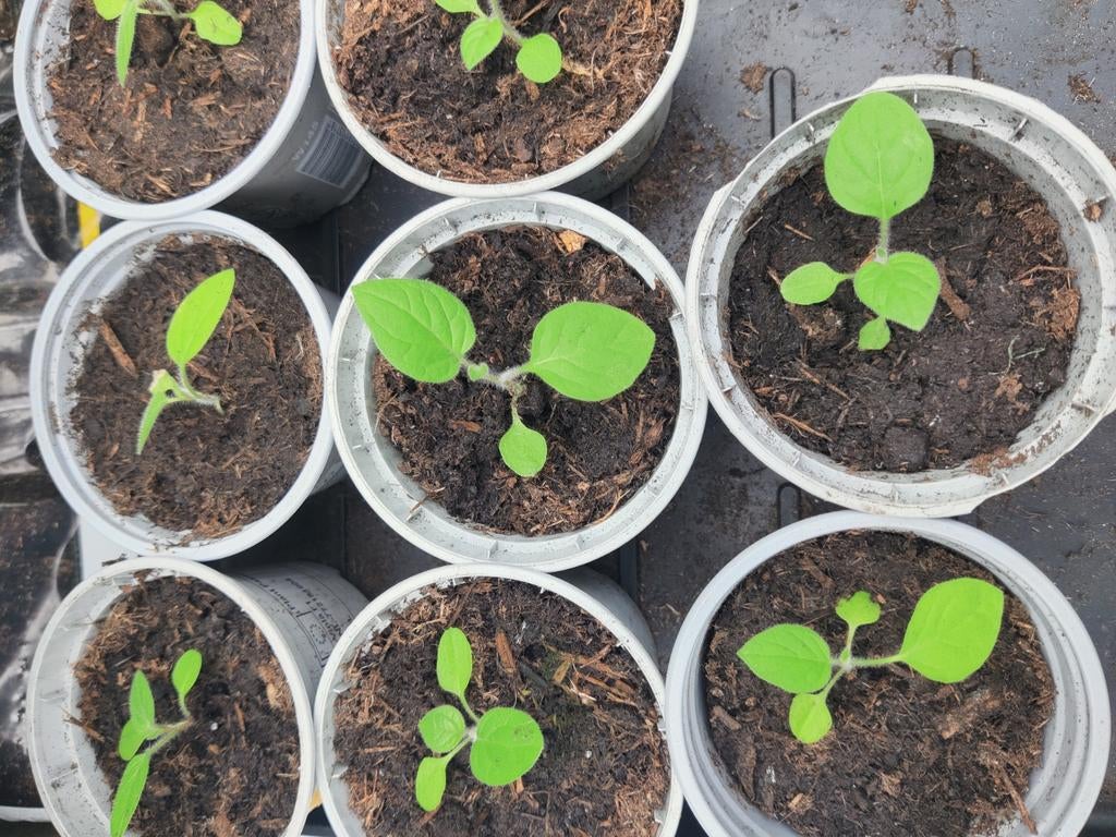 Ananaskers ( moestuin plant), Tuin en Terras, Planten | Tuinplanten, Ophalen, Eenjarig, Groenteplanten, Volle zon