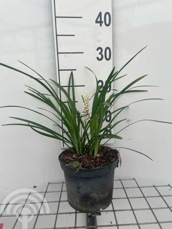 GRAS Liriope muscari 'Monroe White' Lelygras wintergroen wit, Bodembedekkers, Vaste plant, Ophalen of Verzenden, Halfschaduw