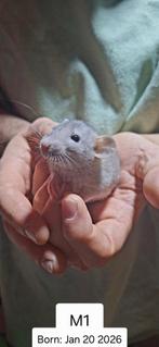Rittens, ratten, for rehousing, Dieren en Toebehoren, Rat, Januari, Meerdere dieren, Tam