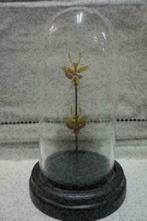 Insecten in stolp van glas geprepareerde insecten & vlinders, Verzenden, Nieuw, Insect, Opgezet dier