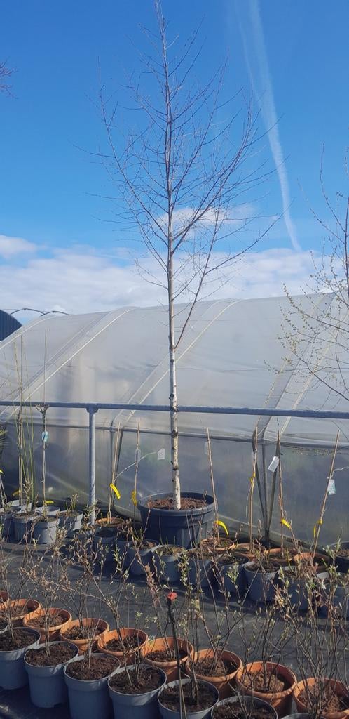 Betula witte berk 500/600 cm, Tuin en Terras, Planten | Bomen, Ophalen of Verzenden, Zomer, Volle zon, Overige soorten